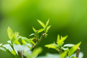 Neutralità Tecnologica vs Pluralità Tecnologica